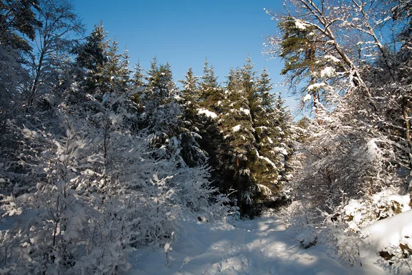 Winter im Wald! — Stockfoto