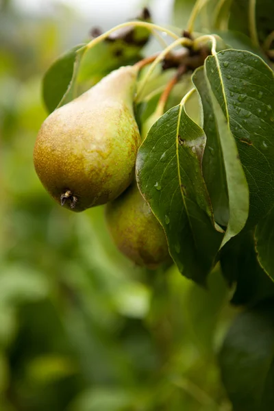 Orchard — Stock Photo, Image