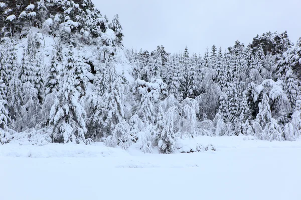 Hiver au nord — Photo