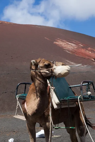 Da qualche parte a Lanzarote — Foto Stock