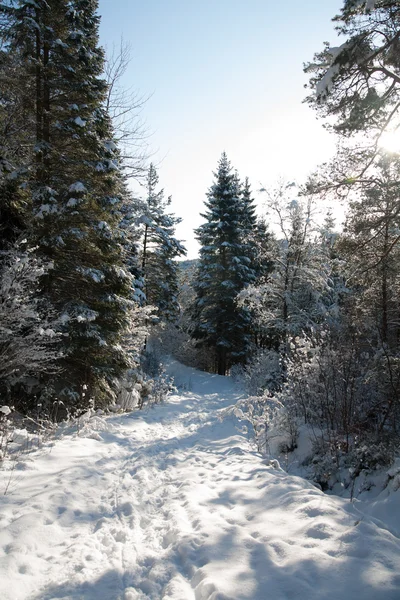 Paysage norvégien — Photo