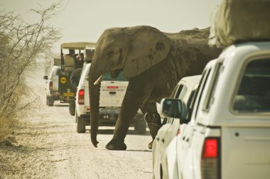 Elefant im etoscha nationalpark Namibya