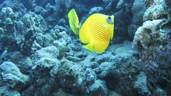 Gelber Fisch Im Meer lizenzfreie Stockbilder