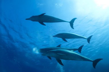 Dophins