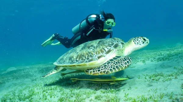 Turtle with diver — Stock Photo, Image