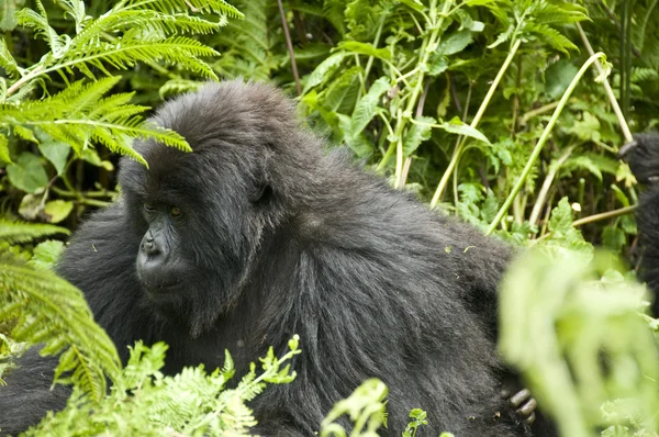 Gorilla — Foto Stock