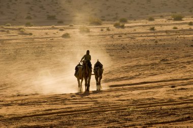 Boy riding camels clipart