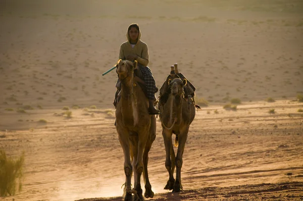 Junge reitet Kamele lizenzfreie Stockfotos