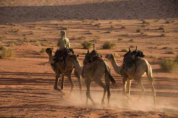 Menino equitação camelos Imagem De Stock