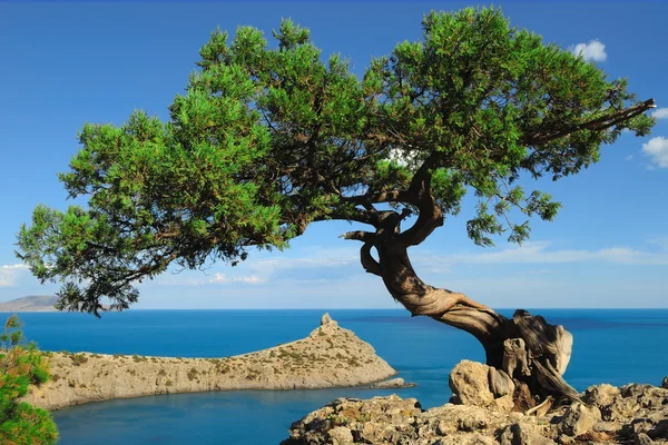 Lonely juniper — Stock Photo, Image