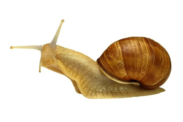 Amber snail — Stock Photo, Image
