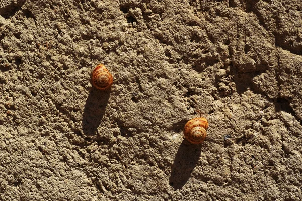 Dois caracóis adormecidos — Fotografia de Stock