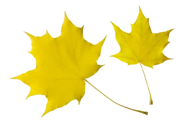 Autumn leaves of the maple — Stock Photo, Image