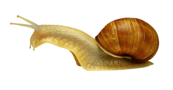 Amber snail — Stock Photo, Image