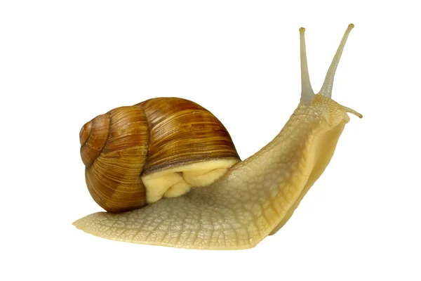 Amber snail — Stock Photo, Image