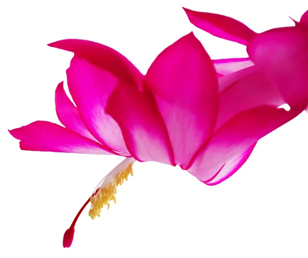 Schlumbergera — Stock Photo, Image