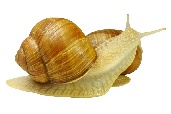 Two snails — Stock Photo, Image