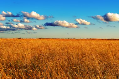 Gün batımında yabani otların tarlası