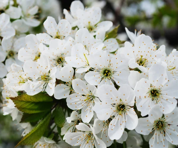 Flowers of a cherry — Stock Photo, Image
