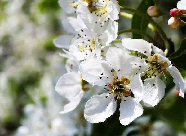 Flowers of a pear — Stock Photo, Image