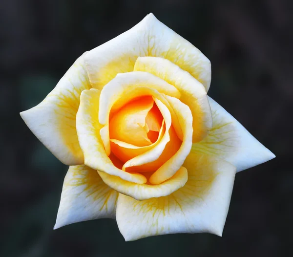 Flower of yellow rose — Stock Photo, Image