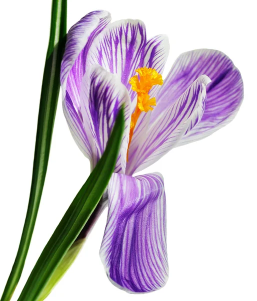 Flower of purple crocus — Stock Photo, Image