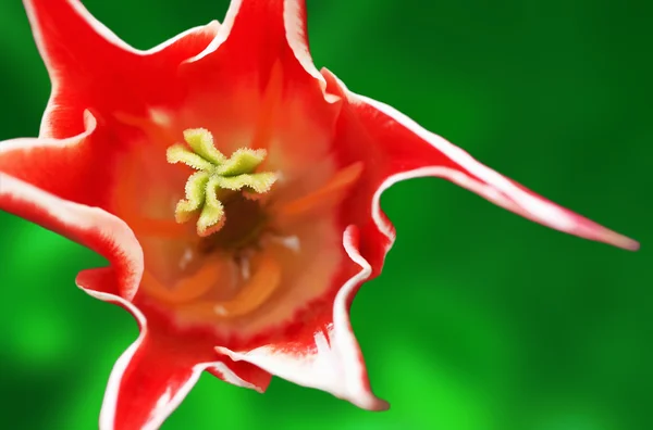 Bloem voor tulip — Stockfoto