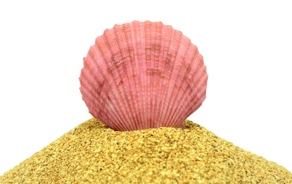 The pink cockleshell — Stock Photo, Image