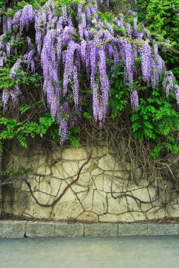 Wisteria çiçekler