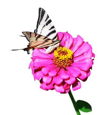 zinnia çiçeği Swallowtail kelebek