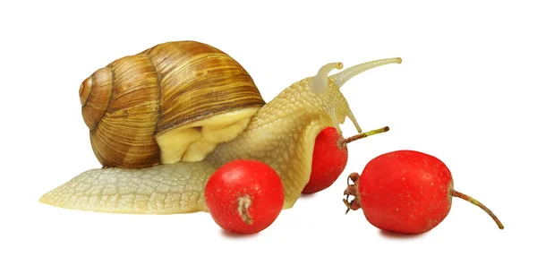 Snail and wild rose berries — Stock Photo, Image