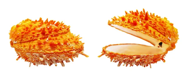 Duas conchas laranja — Fotografia de Stock