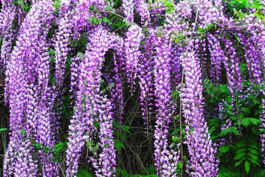 Wisteria çiçekler