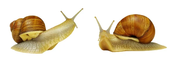 Two snails — Stock Photo, Image