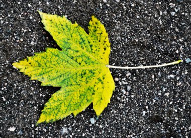 Sonbahar akçaağaç yaprağı