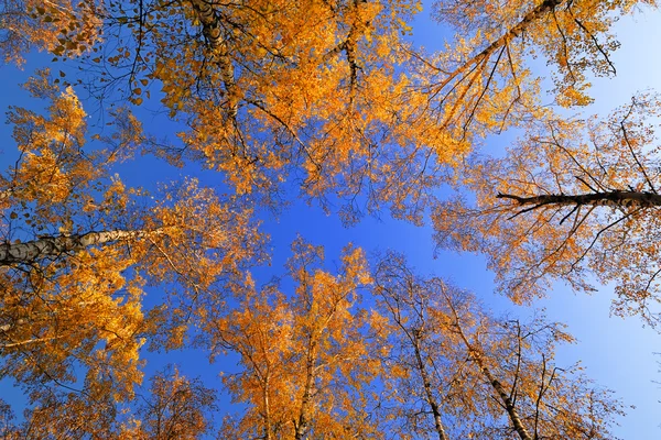 Herfst berk bos — Stockfoto