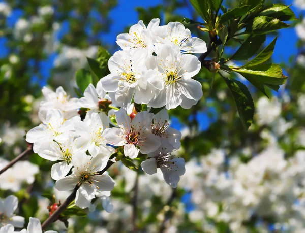 Flowers of a cherry — Stock Photo, Image