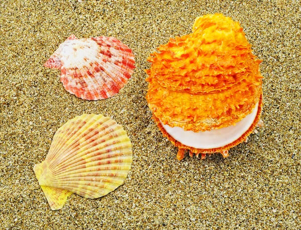 Três conchas coloridas — Fotografia de Stock