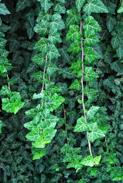 Decorative ivy — Stock Photo, Image