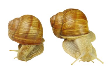 iki salyangoz