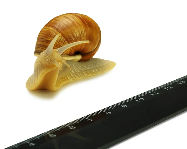 The snail and the ruler — Stock Photo, Image