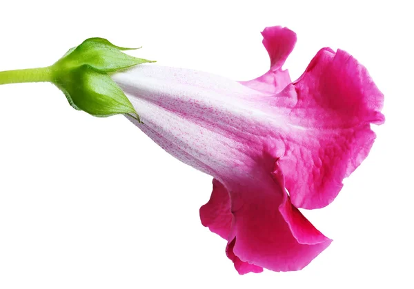 Flower gloxinia — Stock Photo, Image