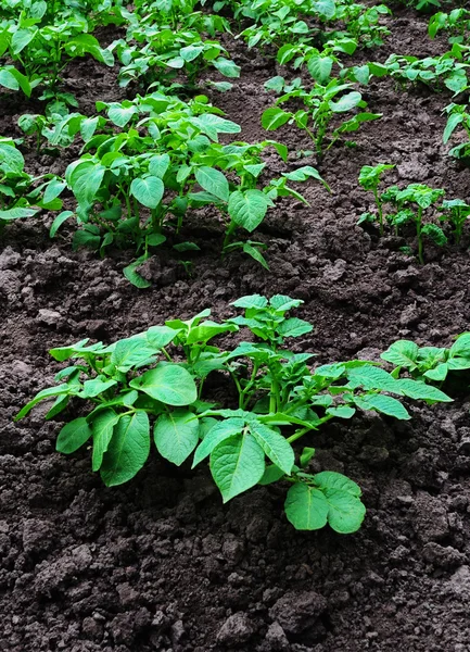 Bushes of potatoes — Stock Photo, Image