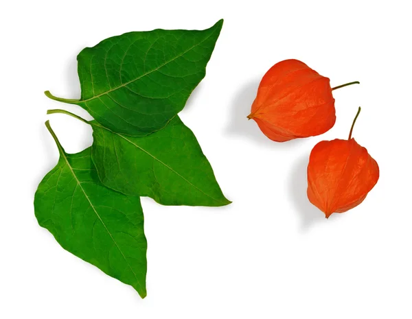 Leaves and fruits of groundcherry — Stock Photo, Image