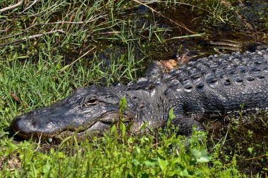 Injured Alligator clipart