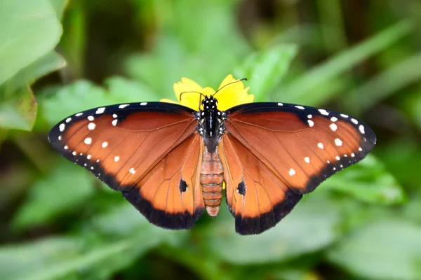 Reine papillon monarque — Photo