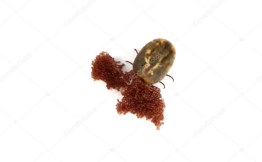 Female tick with eggs