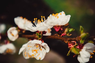 Nisan ayının baharında kayısı çiçeği. Çiçek arka planı. Güzel doğa..
