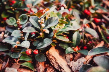 Autumn flowers in a beautiful place in autumn