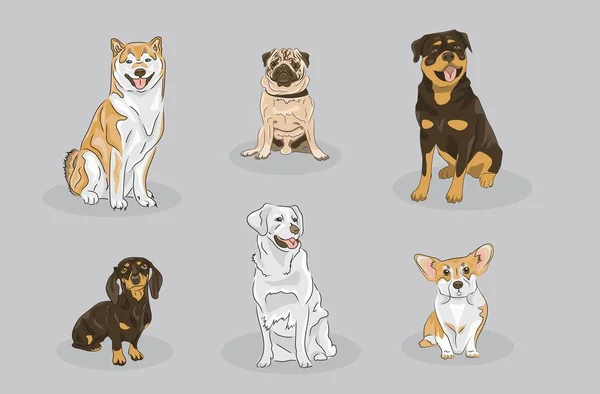 Conjunto Cães Que Contém Seis Raças Akita Inu Pug Rottweiler —  Vetores de Stock